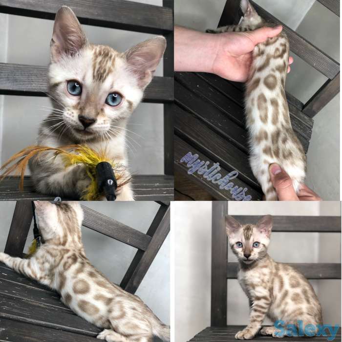 Снежные бенгальские котята в разведение и любимцы, фотография 4