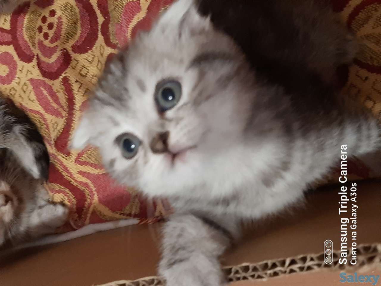 Продам котят мальчиков и девочек., фотография 8