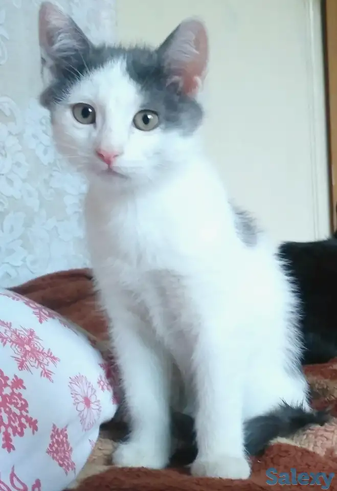 Срочно отдам котят в заботливые руки, фотография 1