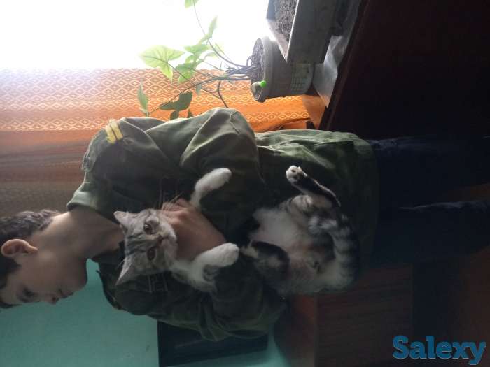 Продам британскую кошачку, фотография 2