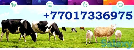 Надёжная защита здоровья быков, коров и овец, фотография 7