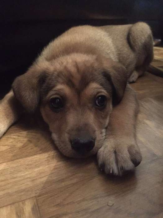  Отдам щенков в хорошие руки!, фотография 2