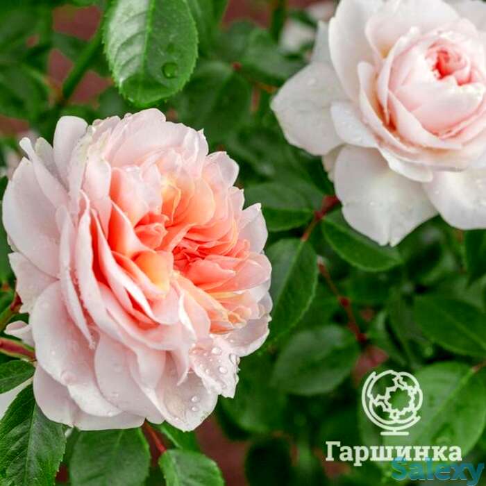 Роза сабрина, мейян, фотография 1