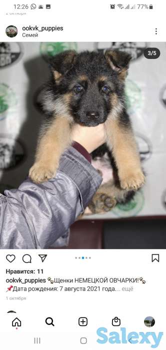 Щенки немецкой овчарки, фотография 6