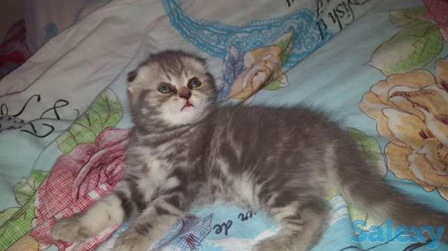 Продам шотландскую девочку!, фотография 1