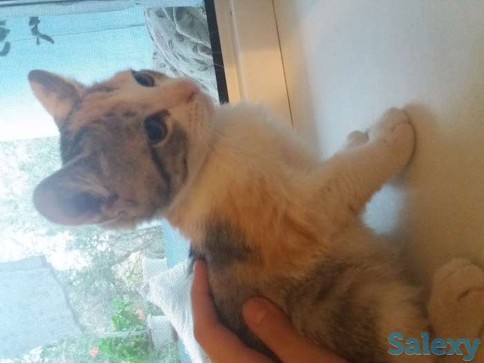 Отдам котят в добрые руки, фотография 2