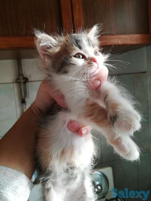 Красавицу  кошечку в добрые руки, фотография 1