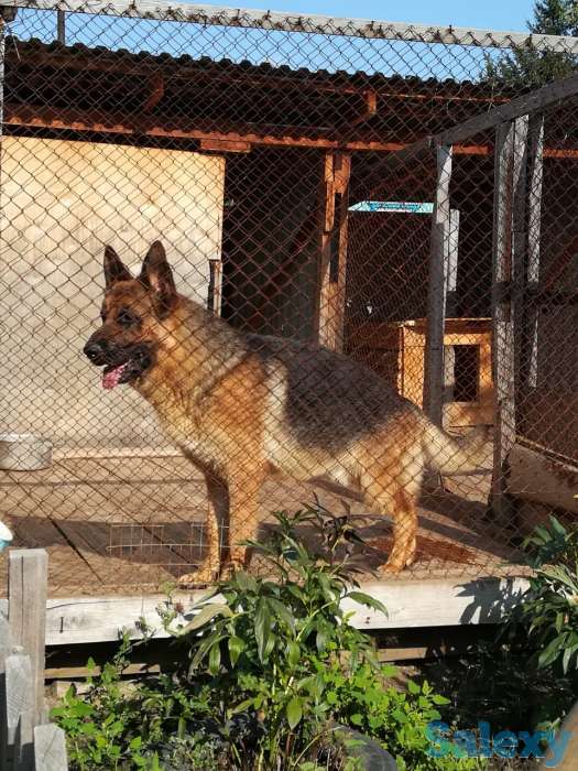 Продам щенков немецкой овчарки, фотография 2