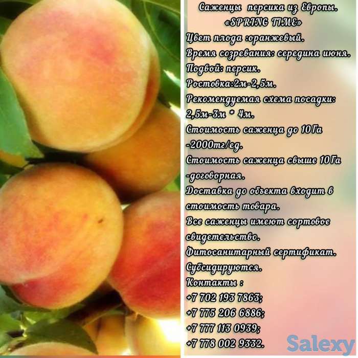 Саженец персика Spring Time (Спринг Тайм) Сербия, фотография 1