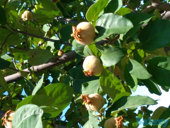 Продам дачу, фотография 5