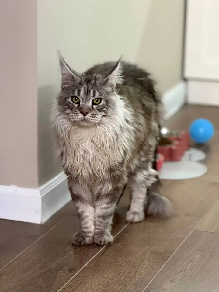 Мейн-Кун для вязки, фотография 1