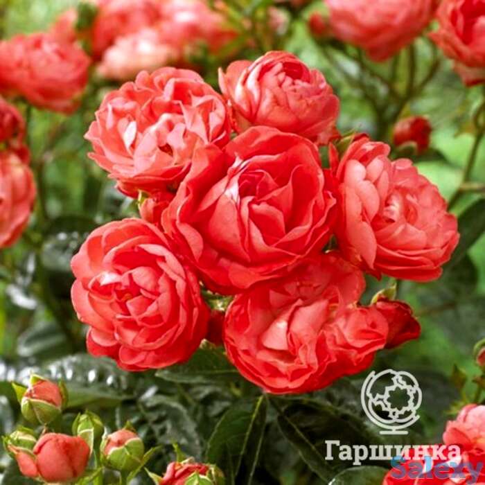 Роза ватертаг миниатюрная, топалович, фотография 1