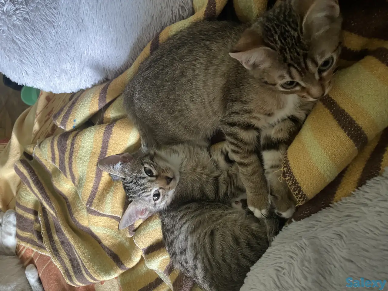 Котята в добрые руки, фотография 2