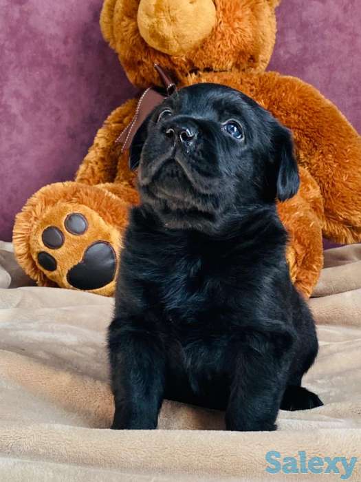 Продам щенков лабрадора ретривера, фотография 3