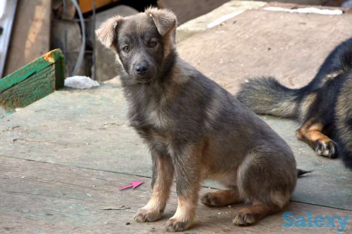 Отдам щенков дворняжек, любящим этих милых, неприхотливых и верных охранников, людям., фотография 4
