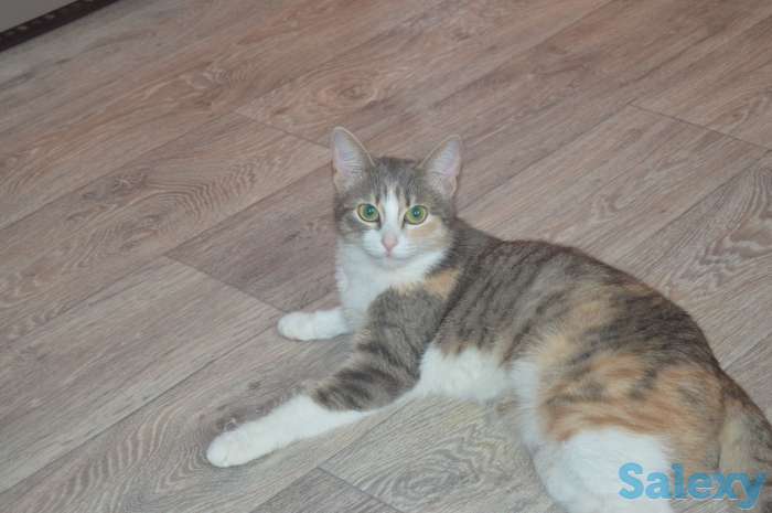 Отдам кошку, фотография 3