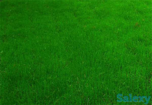 рулонный газон для сада, фотография 1