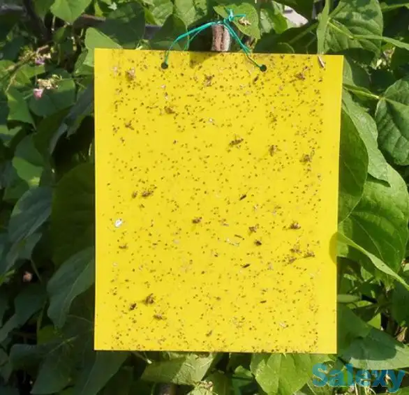 ловушка для белокрылки тли и мух, фотография 2
