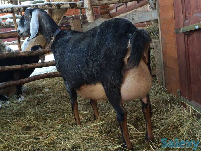 Племенные козы Англо-нубийскиой породы (скот из Европы класса Элита и Элита Рекорд), фотография 2