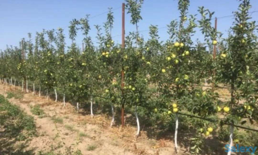 Плодово-ягодный объект (промышленный)., фотография 2