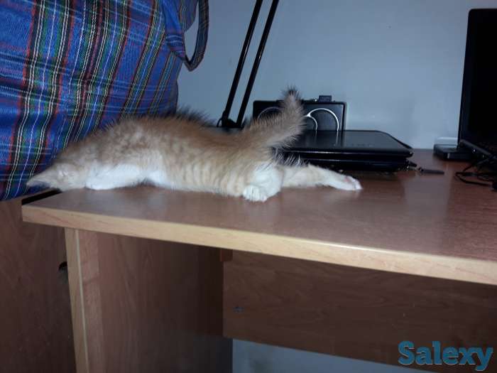 Отдам в добрые руки 1 месячного рыжего котёнка., фотография 4