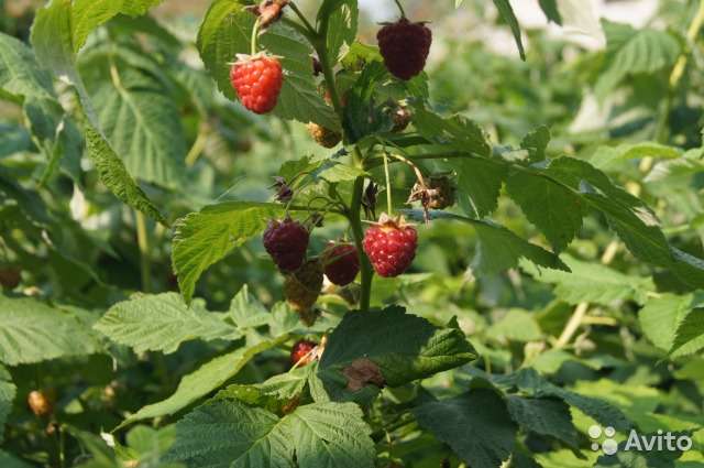 Коттедж 61 м² на участке 12 сот., фотография 2