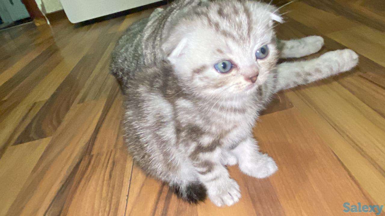 Продам котят мальчиков и девочек., фотография 2