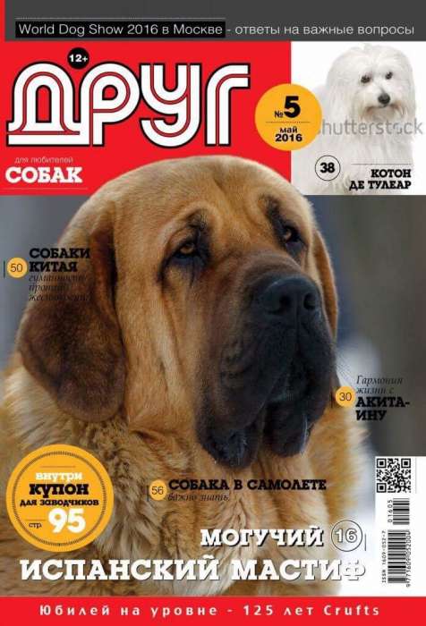 Щенки испанского мастифа, фотография 2