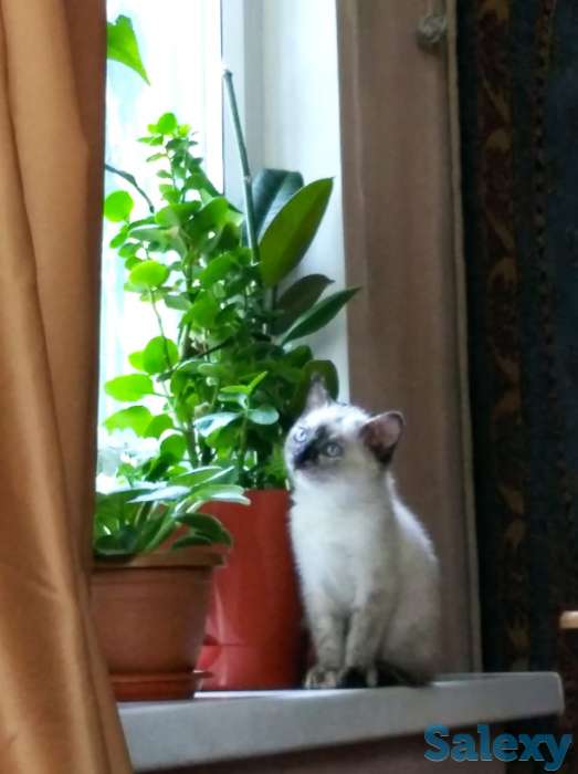 Девочка котёнок 2,5 мес. сиамо-балинезийской породы, фотография 2