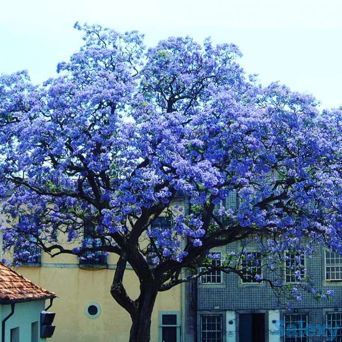 ПОКУПАЙ СЕЙЧАС саженцы самого красивого и быстрорастущего дерева в мире,  ОСТАЛОСЬ ОГРАНИЧЕННОЕ КОЛИЧЕСТВО, фотография 3