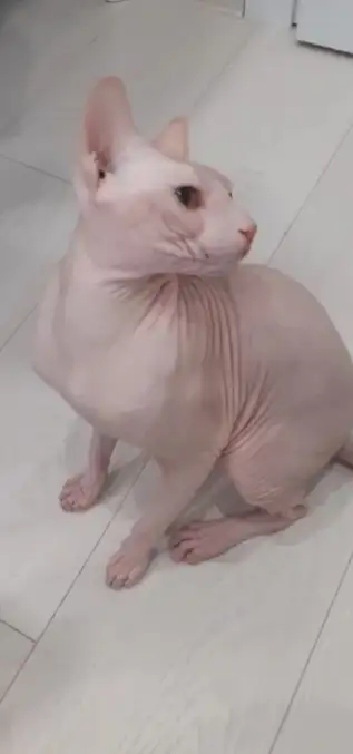 Сфинкс кота продаю, фотография 1