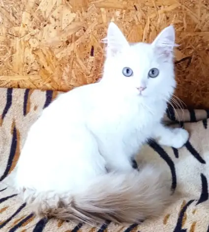 Отдам котенка мальчика в добрые руки, фотография 1