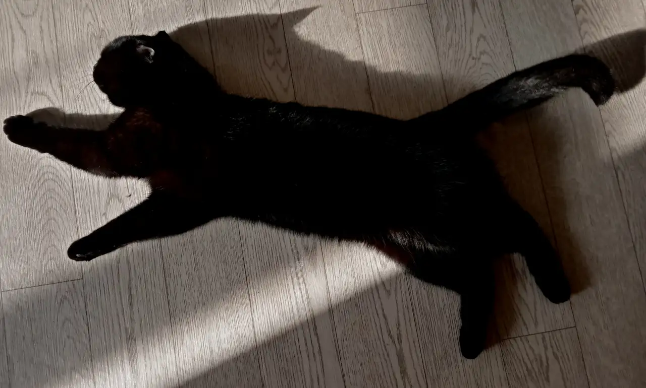 Отдадим шотландскую вислоухою кошку бесплатно, фотография 8