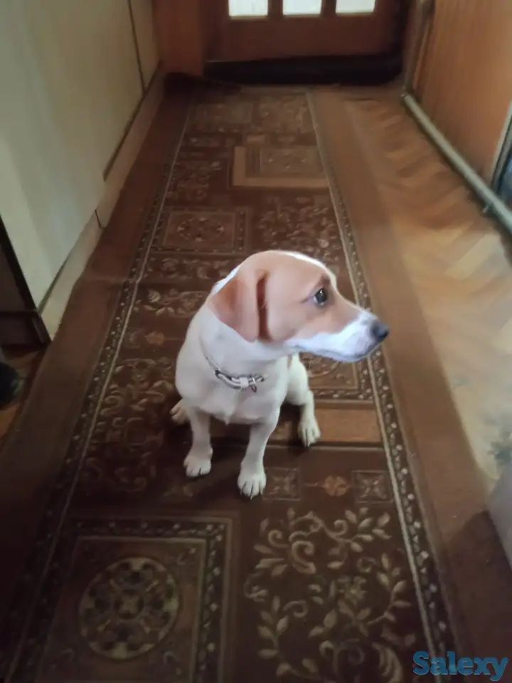 Вязка, фотография 1