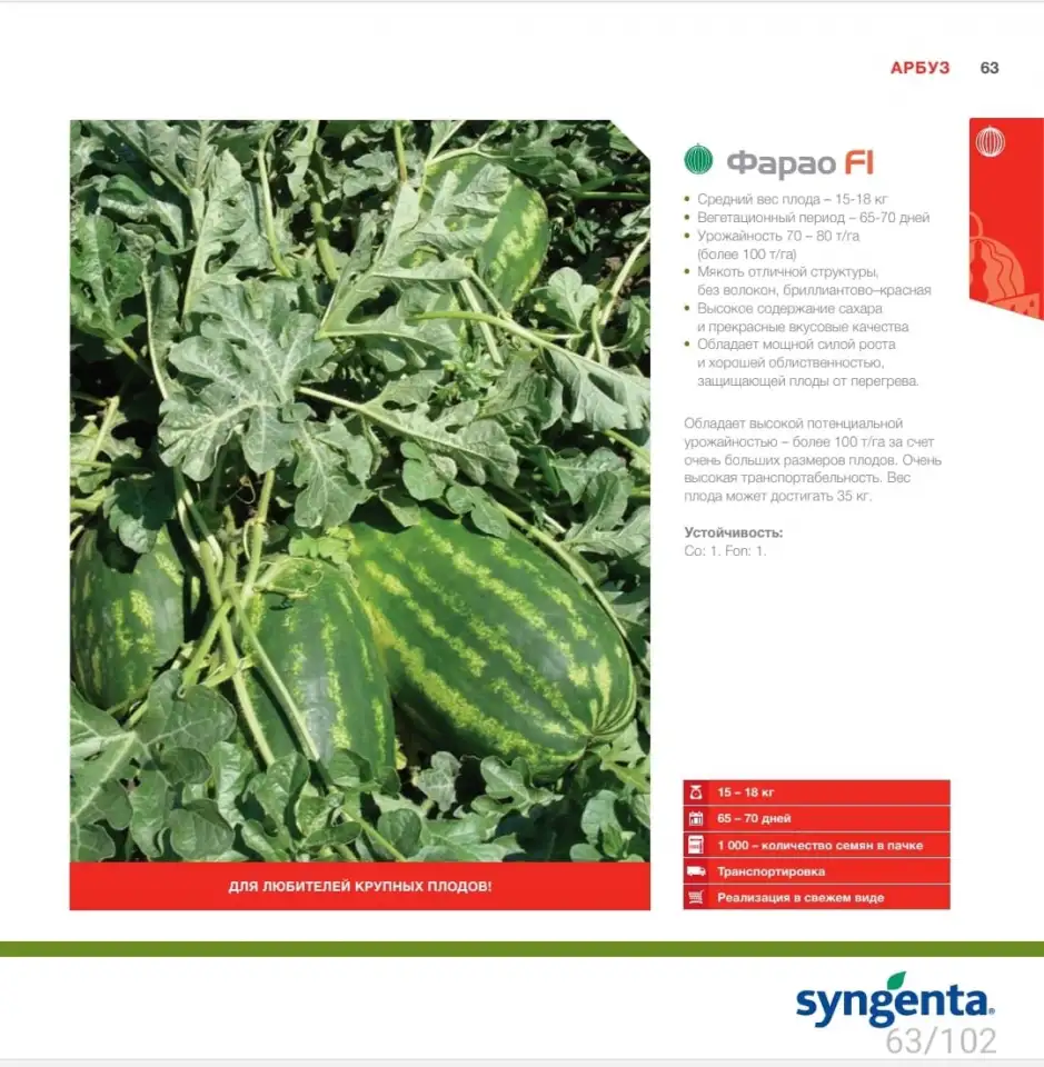 Продаем семена арбуза, фотография 8