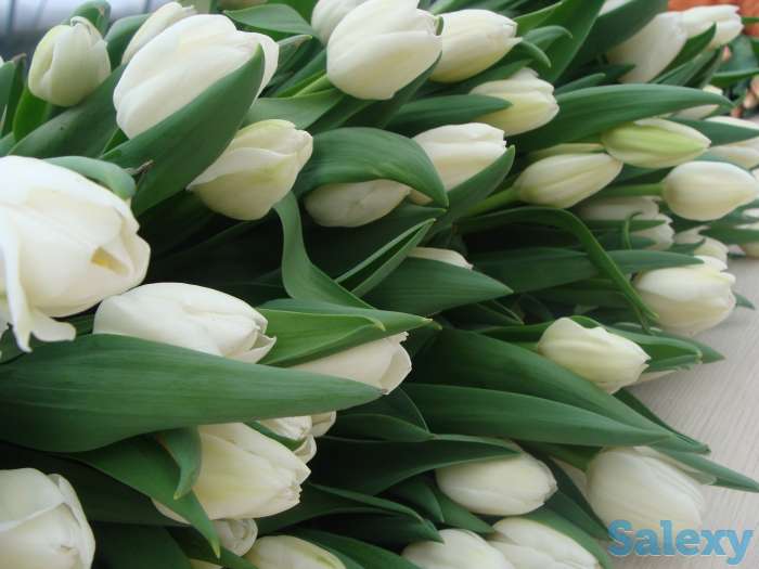 Тюльпаны оптом к 8 марта из РБ от производителя, фотография 2