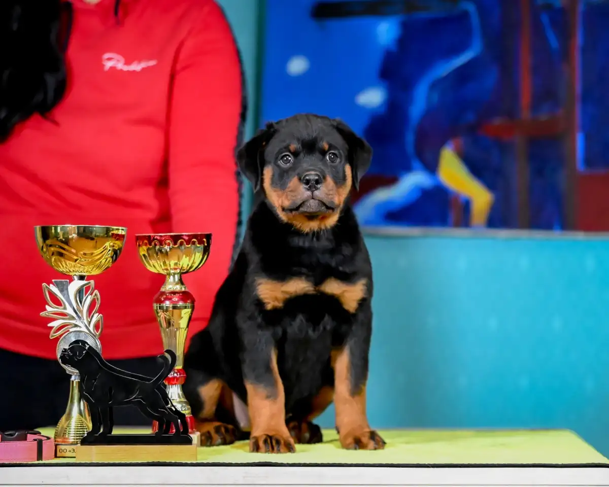 Продаю породистых щенков, фотография 4