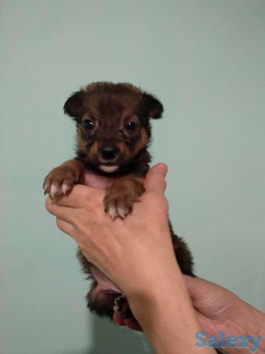 Отдам три маленьких счастья в добрые руки, фотография 3