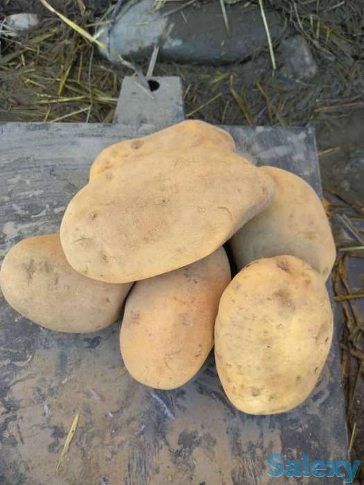 Картошка ОПТОМ, фотография 1