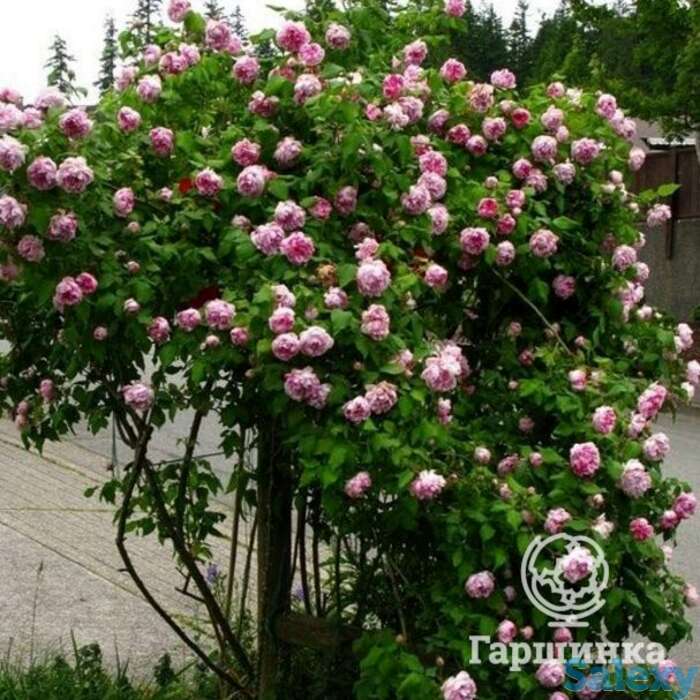 Роза фердинанд пичард, гийо, фотография 1