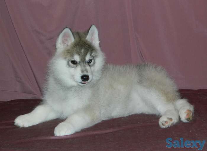 Породные щенки хаски, фотография 9