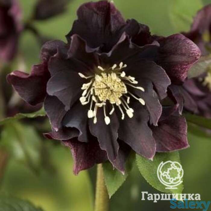 Морозник махровый эллен пепл, фотография 1