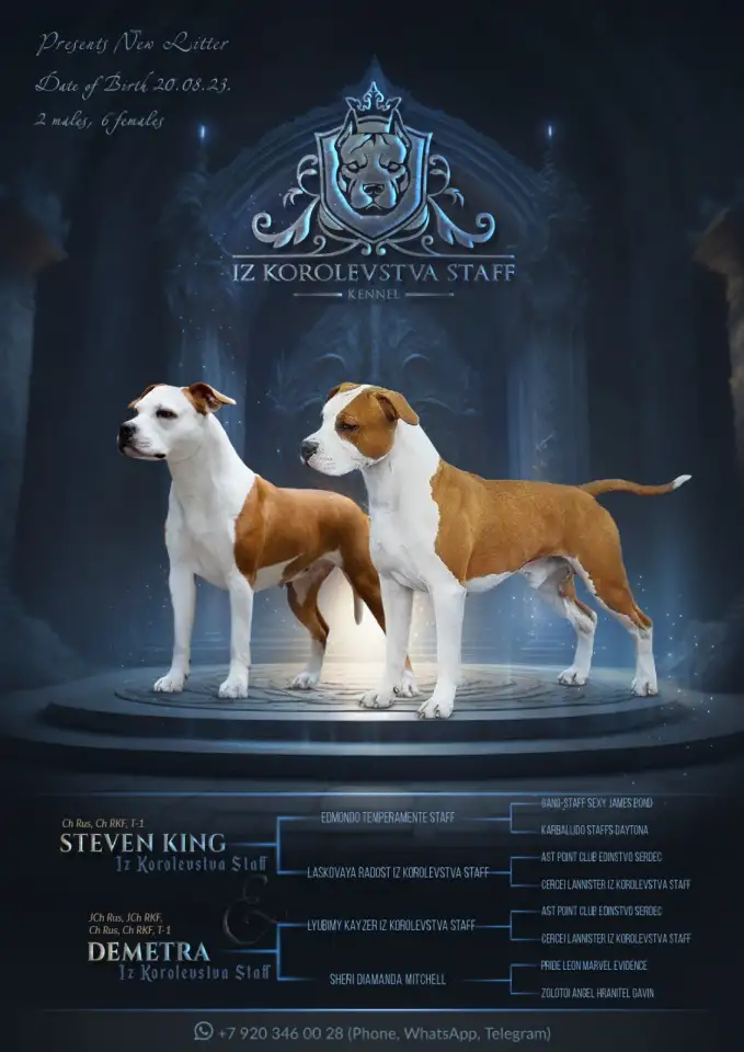 Американский стаффордширский терьер, фотография 1