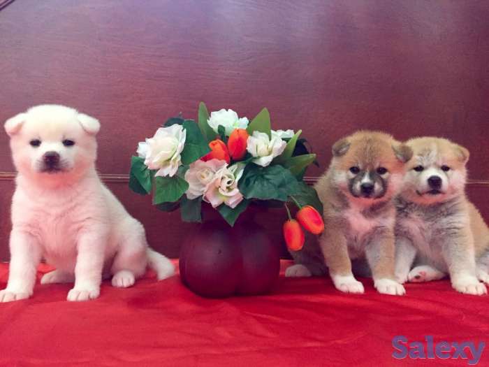 Щенки акита, фотография 2