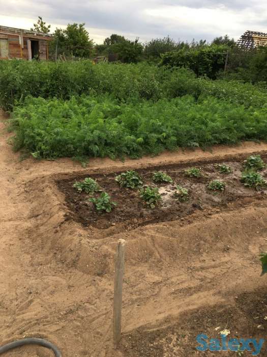 Продам дачу в обществе Союз, фотография 5