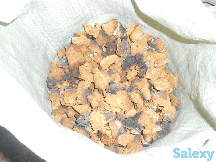 продам чагу, фотография 2