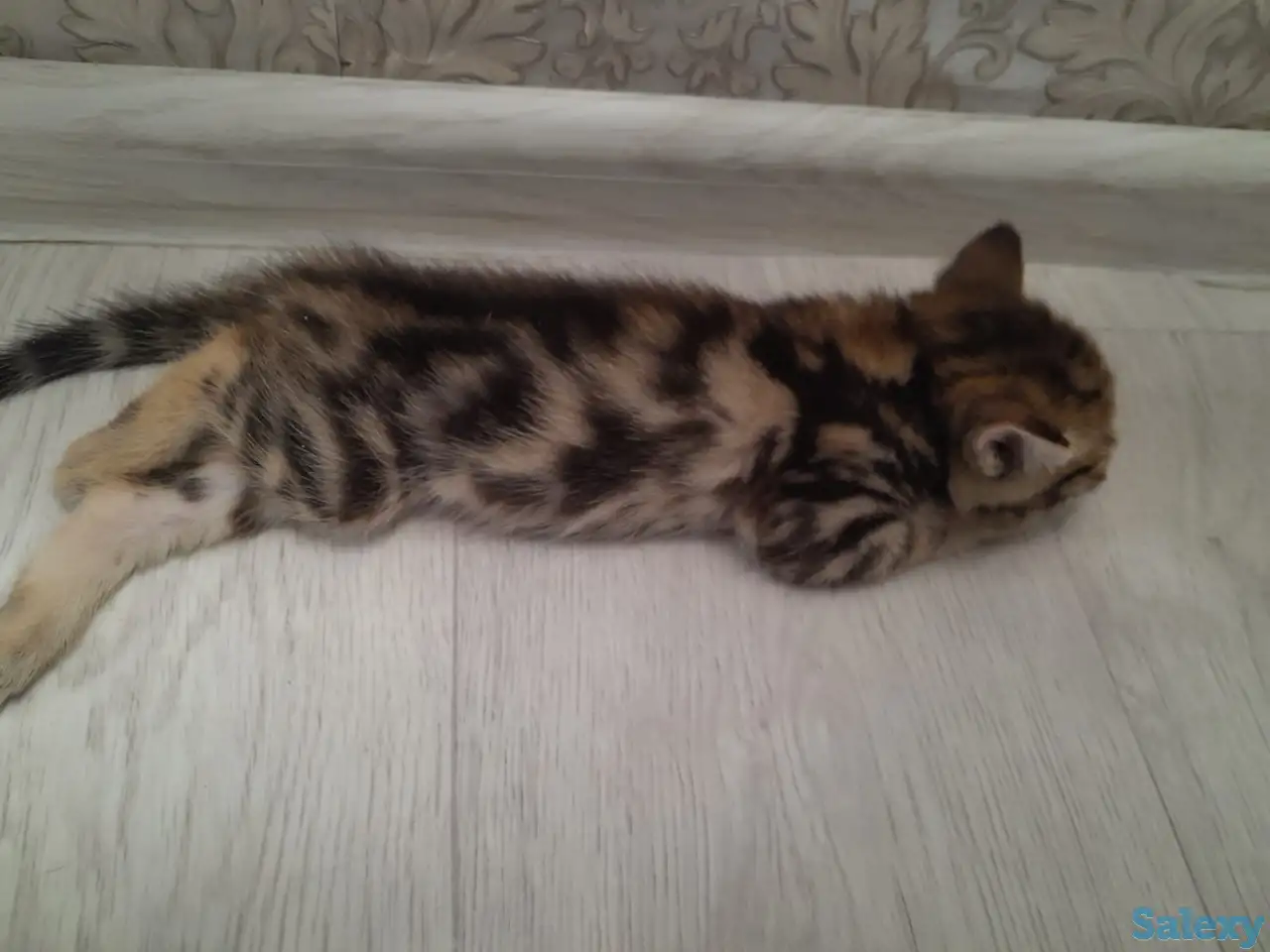 Отдам котят, фотография 4