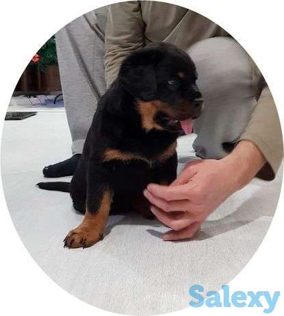 Щенки ротвейлера, фотография 1