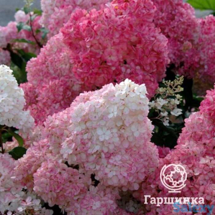 Гортензия ванила фрайз, фотография 1