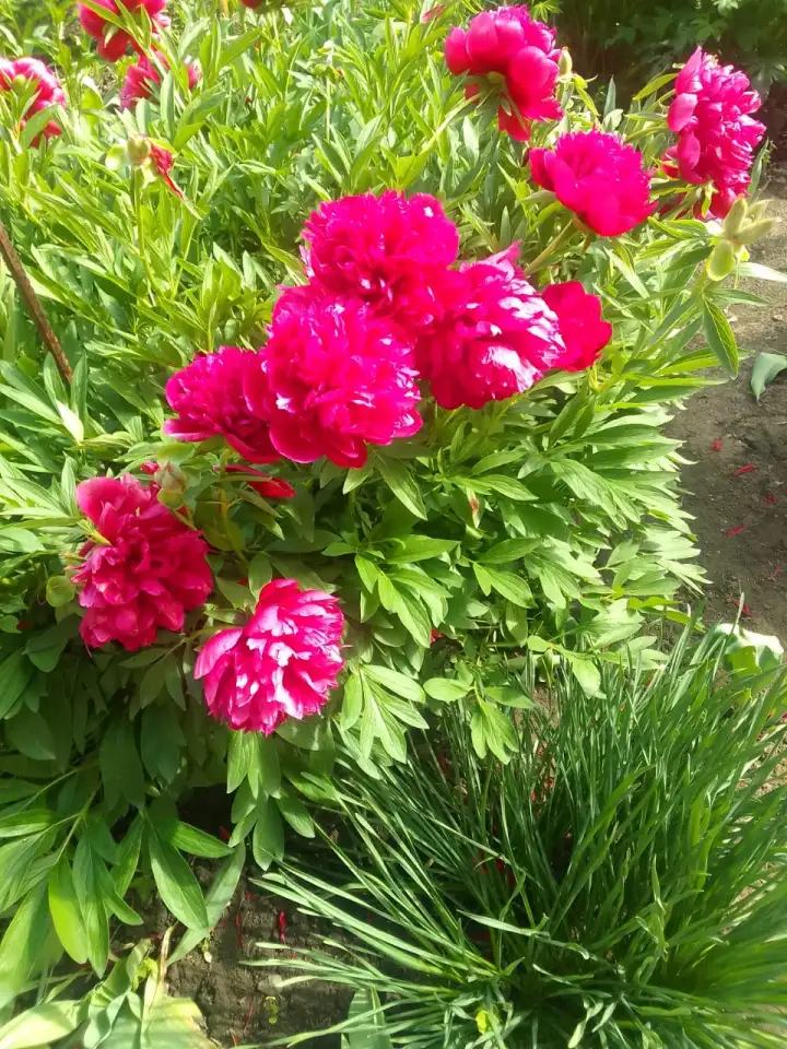 Продам особняк на два хозяина, Целинная 2/1, фотография 6